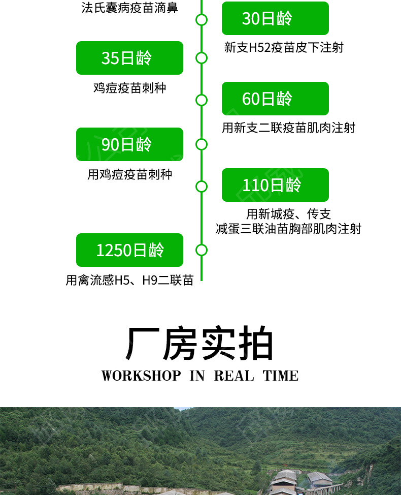 黑瑶鸡_07.jpg