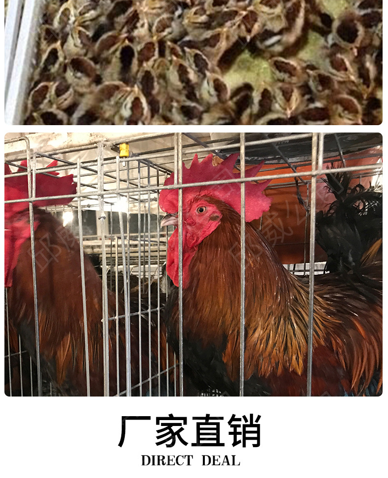 黑瑶鸡_05.jpg