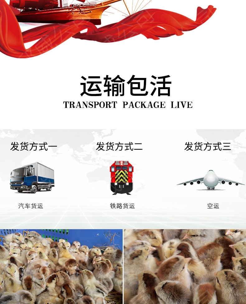 黑瑶鸡_10.jpg