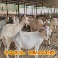 自养自销 纯种萨能奶山羊 基础母羊 头胎奶山羊羊羔