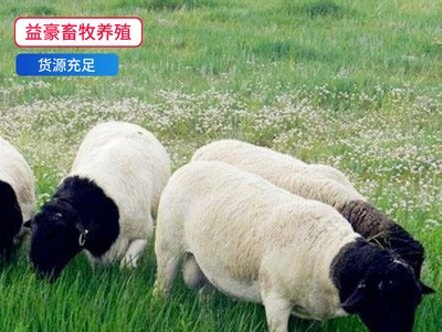厂家直销 黑头杜泊羊母羊 基础母羊杜泊羊羔 涨势快出肉率高图2