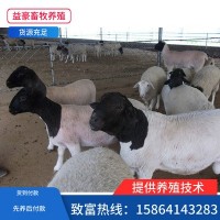 先养后付款 杜泊羊种羊 黑头杜泊绵羊羊羔 大型畜牧养殖基地