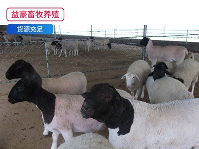 先养后付款 杜泊羊种羊 黑头杜泊绵羊羊羔 大型畜牧养殖基地图5