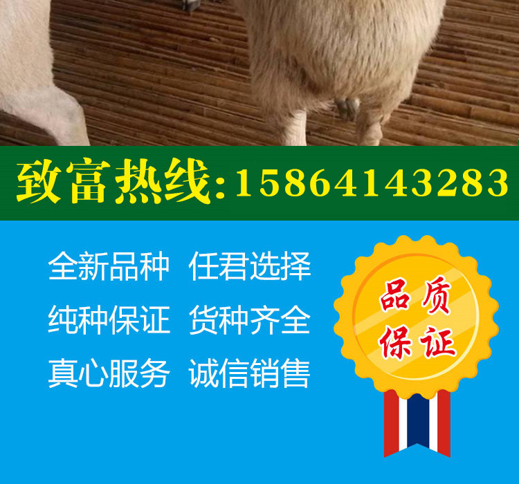 详情页1_08