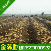 基地自繁荷兰种薯 金满地荷兰王 原种早熟 运费低