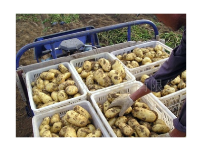 基地自繁荷兰种薯 金满地荷兰王 原种早熟 运费低图5
