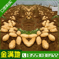 量大从优荷兰七号土豆种 荷兰十五种薯厂家销售