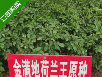 金满地荷兰王原种农户收获土豆欢迎来电咨询订购图2