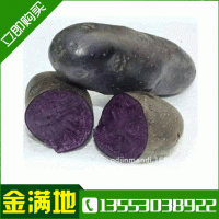 金满地批发黑金刚土豆 新鲜紫色土豆 紫皮紫心土豆