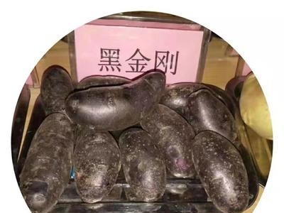 金满地批发黑金刚土豆 新鲜紫色土豆 紫皮紫心土豆图2