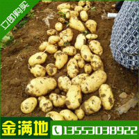 基地供应土豆种薯 原种早熟 种薯 批发土豆种薯