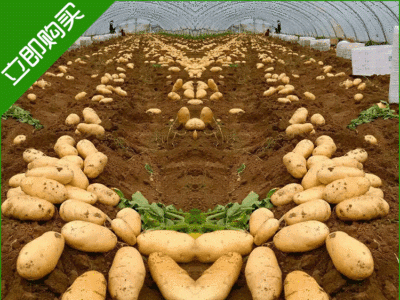 基地供应土豆种薯 原种早熟 种薯 批发土豆种薯图4