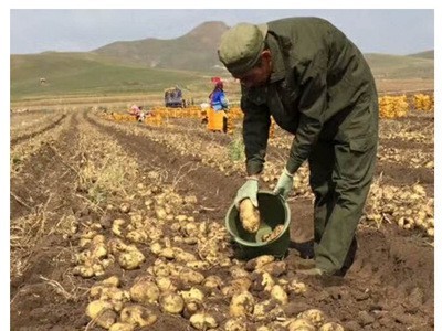 供应土豆种薯 种薯种薯 荷兰土豆种薯种薯 早熟图3