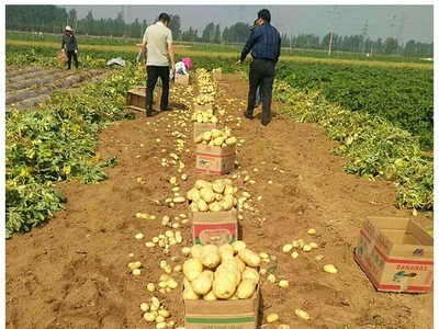 供应土豆种薯 种薯种薯 荷兰土豆种薯种薯 早熟图4