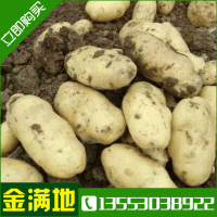 供应土豆种薯 种薯种薯 荷兰土豆种薯种薯 早熟