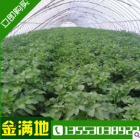批发土豆种薯——荷兰七 荷兰十五 种苗产量高土豆价格面谈