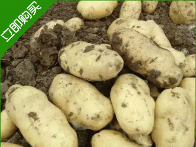 批发土豆种薯——荷兰七 荷兰十五 种苗产量高土豆价格面谈图2