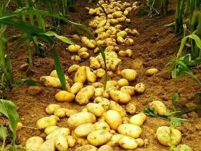 批发土豆种薯——荷兰七 荷兰十五 种苗产量高土豆价格面谈图3