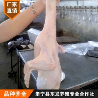 批发老鸭白条鸭 樱桃谷鸭 6-10只一件烧烤鸭供应冷冻全鸭