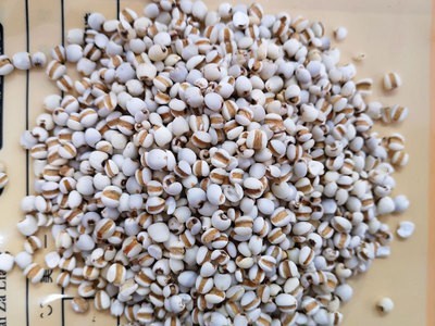 贵州生态薏米仁 五谷杂粮原料薏米 OEM贴牌 现货批发可加工小薏米图3