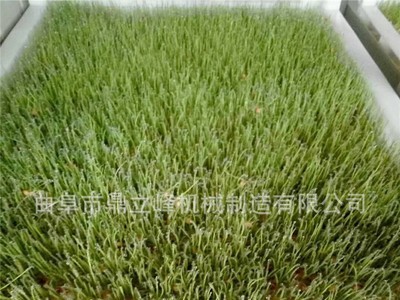 小型豆芽机全自动不锈钢商用豆芽机江西地区花生芽机器厂家批发图4