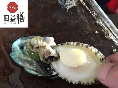 海鲜活冻纯鲍鱼肉 鲍鱼仔 黄金鲍鱼 新鲜鲍鱼 批发 御和贸易图4