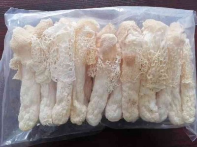 竹荪图5
