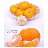 清江椪柑 果肉细腻鲜嫩多汁 酸甜宜人 新鲜当季柑子现摘现发