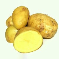 高山马尔科土豆 农家种植 自然生长蔬菜 黄皮黄心洋芋 马铃薯