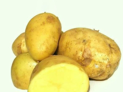 高山马尔科土豆 农家种植 自然生长蔬菜 黄皮黄心洋芋 马铃薯图5