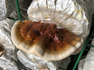 清香不苦涩赤灵芝切片仙草生晒未提纯孢子粉多灵芝片源头工厂图5