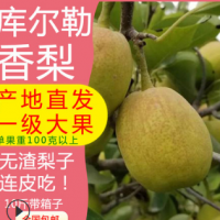 新疆特产库尔勒香梨小梨子新鲜应季水果孕妇儿童整箱批发一件代发