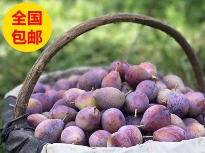 新疆喀什西梅法兰西纯甜李子欧洲李新鲜应季水果孕妇儿童一件代发图3