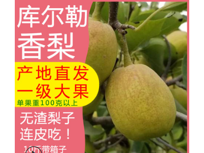 新疆特产库尔勒香梨全母梨新鲜当季水果现摘现发整箱批发一件代发图3