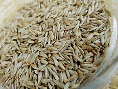 熟生菜子 白生菜籽 生菜籽 15143059026图3