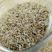 熟生菜子 白生菜籽 生菜籽 15143059026