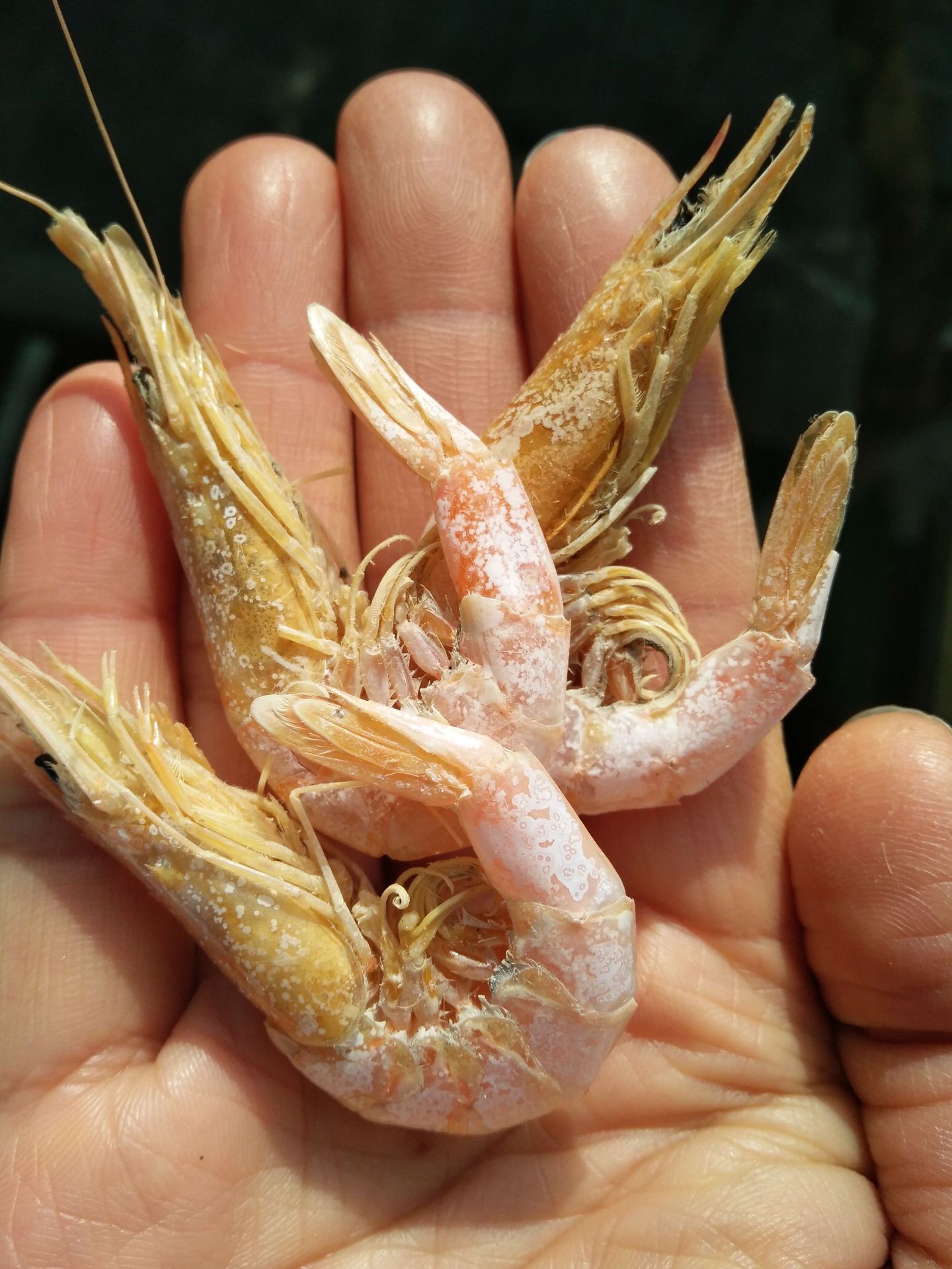 小虾干3