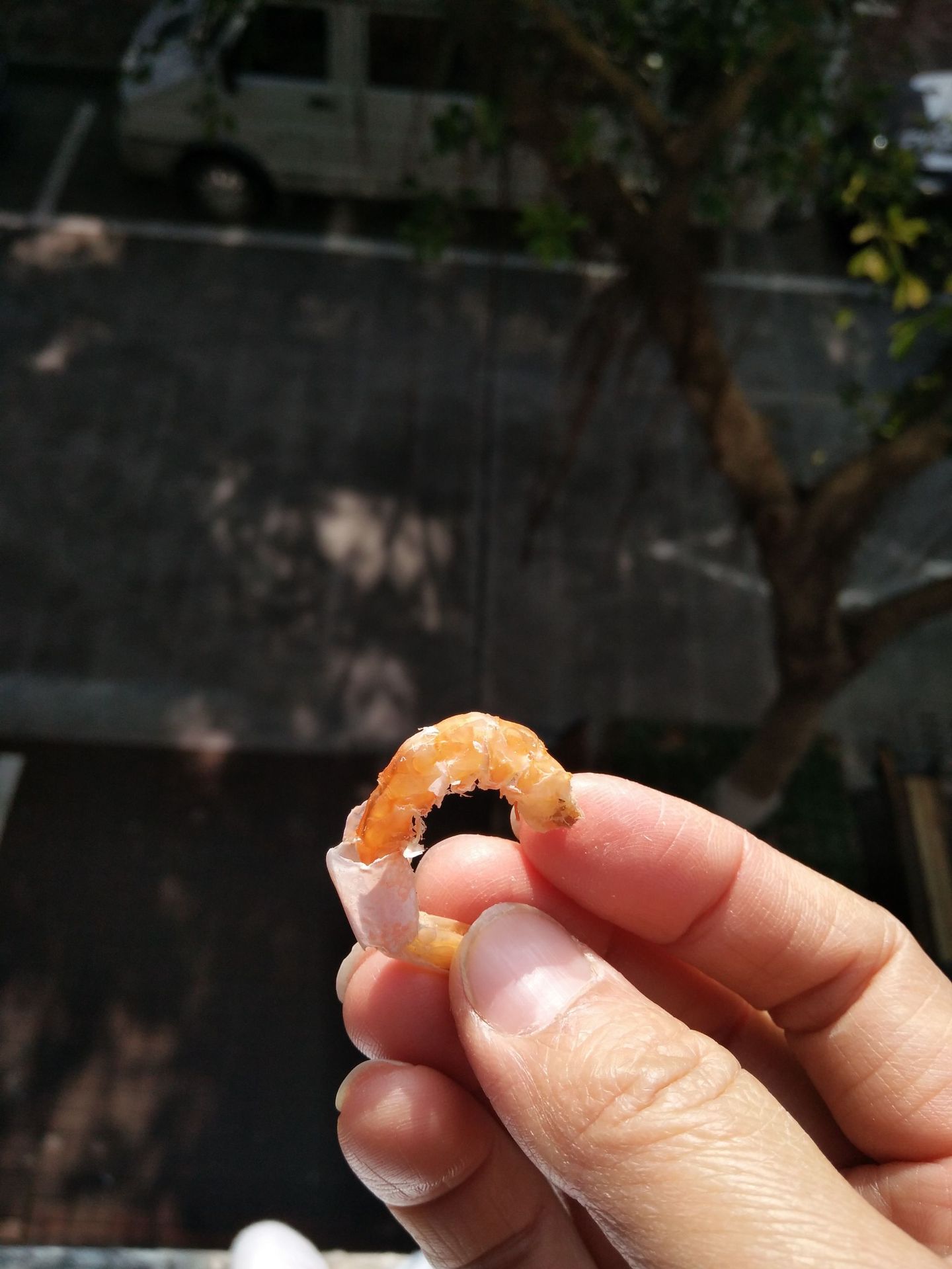 小虾干2