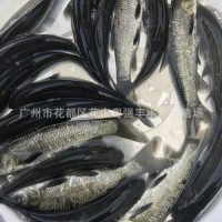 淡水青鱼苗批发鱼苗养殖基地直供优质黑鲩鱼苗供应鱼苗活体出售