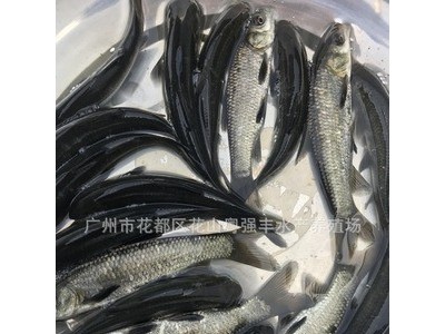 淡水青鱼苗批发鱼苗养殖基地直供优质黑鲩鱼苗供应鱼苗活体出售图5