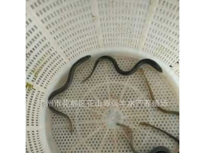 广东鱼苗活体鳗鱼苗批发 鳗鱼苗供应 大量优质鱼类出售图5