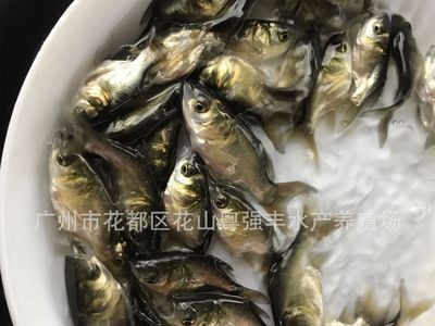 供应缩骨大头鱼苗 淡水鱼苗批发 优质缩骨大头鱼苗出售图2