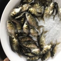 供应缩骨大头鱼苗 淡水鱼苗批发 优质缩骨大头鱼苗出售