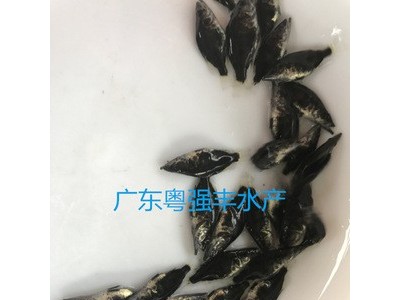 鱼苗 广东桂花鱼苗批发 大量桂花鱼苗出售 优质鱼苗活体图3