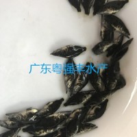 鱼苗 广东桂花鱼苗批发 大量桂花鱼苗出售 优质鱼苗活体