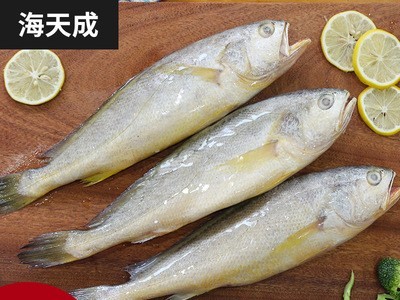 源产地批发海水产品海鲜 冷冻东海大黄鱼大黄花鱼海鱼现货图2
