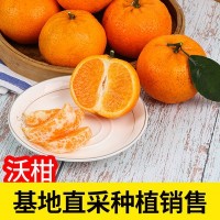 沃柑四川沃柑橘子桔子新鲜应季水果非丑橘不知 现已脱水明年请早