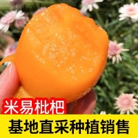 攀枝花现摘四川攀枝花米易新鲜水果