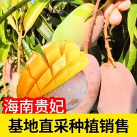 芒果高山老树果新鲜当季水果香芒果海南贵妃芒