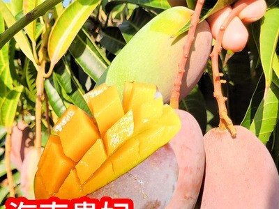 芒果高山老树果新鲜当季水果香芒果海南贵妃芒图4